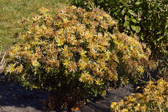 Chrysanthemum 'Mammoth Yellow'