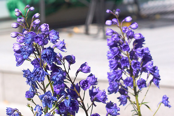 Delphinium 'Pagan Passion'