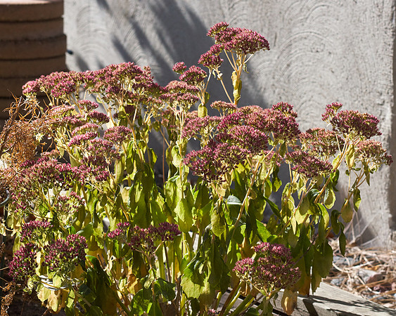 Sedum 'Autumn Joy'