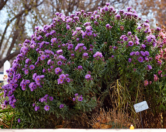 Aster, New England 'Purple Dome'