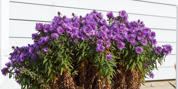 Aster, New England 'Purple Dome'