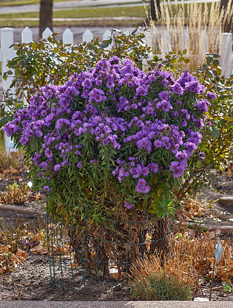 Aster, New England 'Purple Dome'