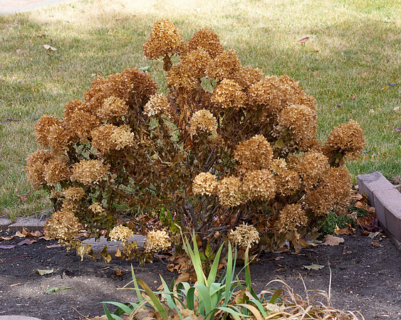 Hydrangea 'Little Lime'