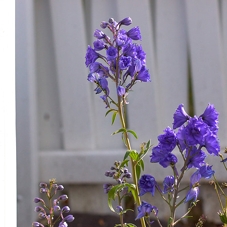 Delphinium 'Pagan Passion'