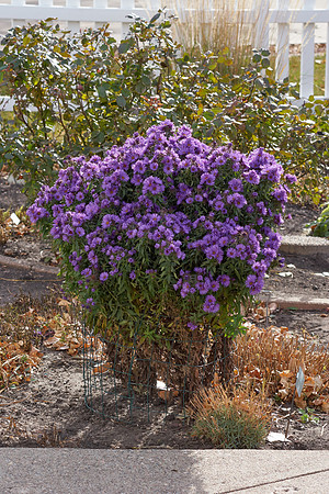 Aster, New England 'Purple Dome'