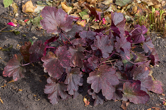 Heuchera 'Midnight Rose'