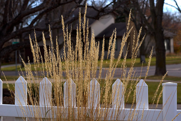 Grass, Feather Reed 'Karl Foerster'