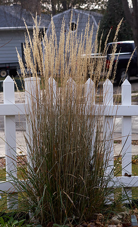Grass, Feather Reed 'Karl Foerster'