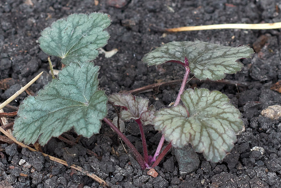 Heuchera 'Creme Brulee'