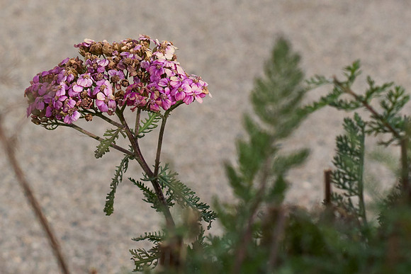 Yarrow pink