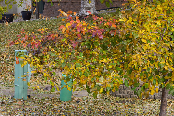 Apple Tree