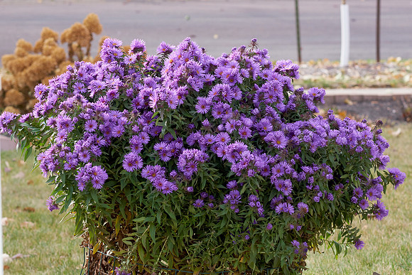 Aster, New England 'Purple Dome'