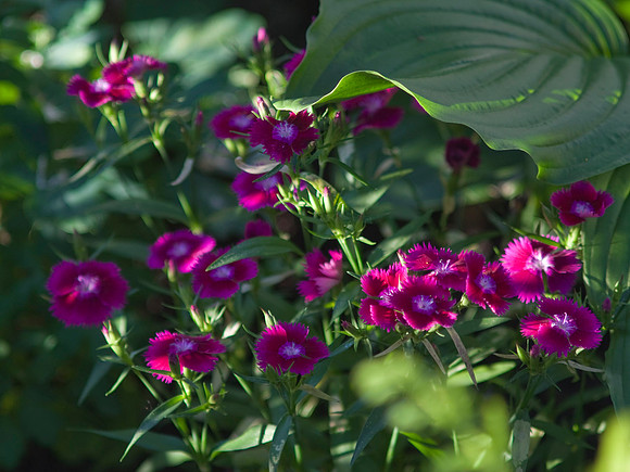 Dianthus