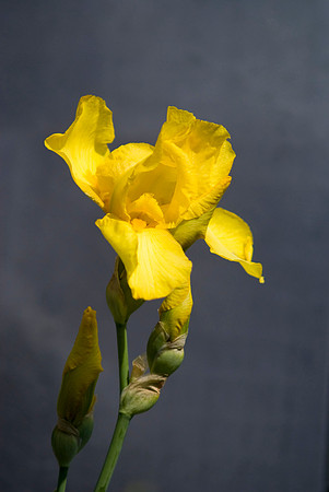 Yellow Iris