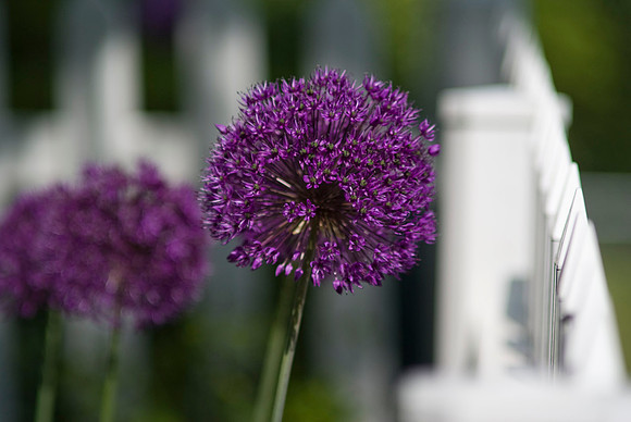 Drumstick Allium
