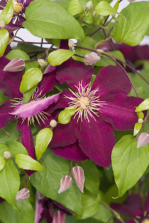 Clematis Niobe