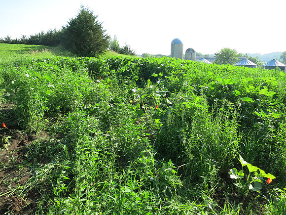 Weed Patch