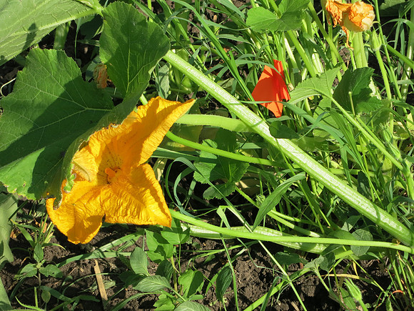 Pumpkin Flower And Flag