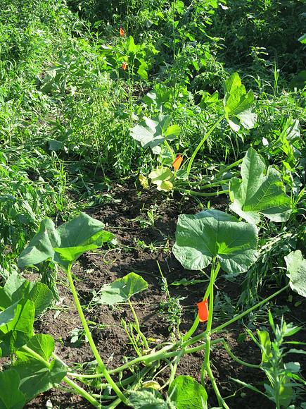 Pumpkin Plant Cleared