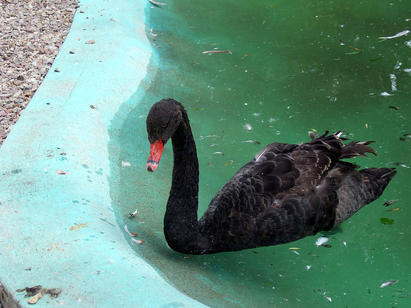 Black Swan