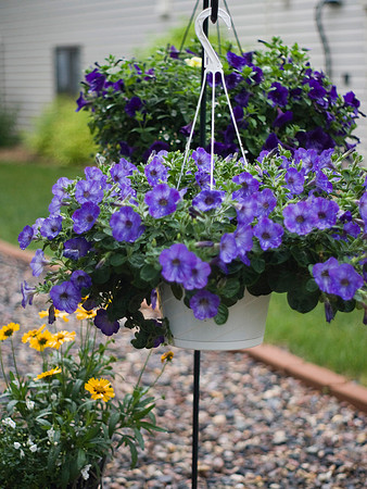 Hanging Purple Petunias