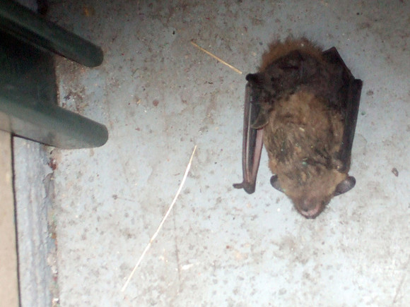 Dennis The Bat