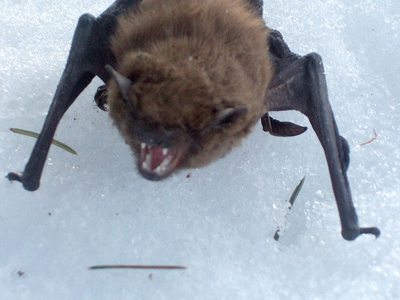 Bat Hissing