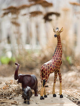 On The Savannah