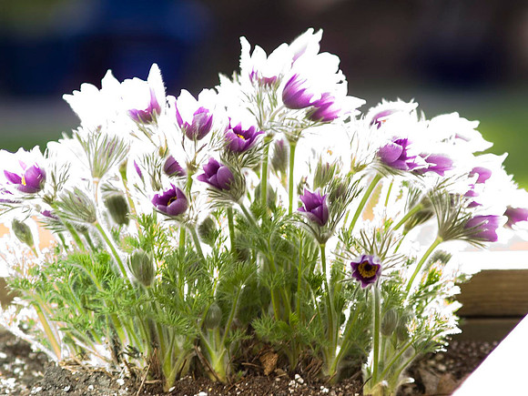 Pasque Flower