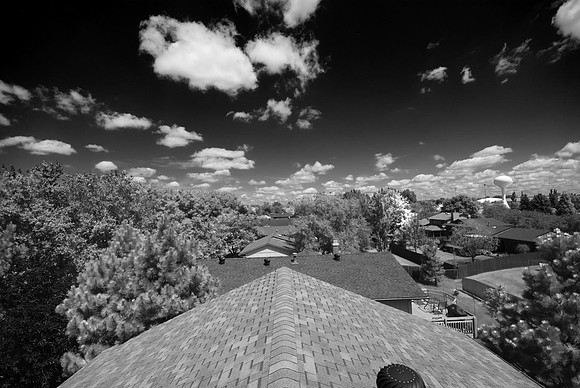 Tree Line Looking North