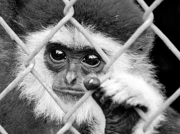 White Faced Monkey