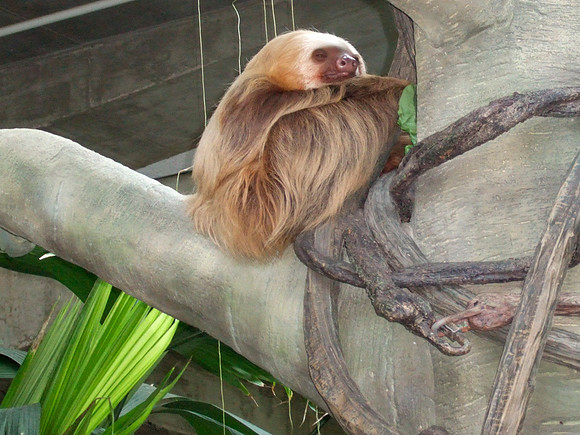 Sloth