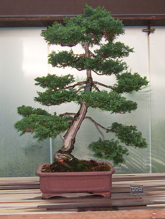 Hinoki Cypress