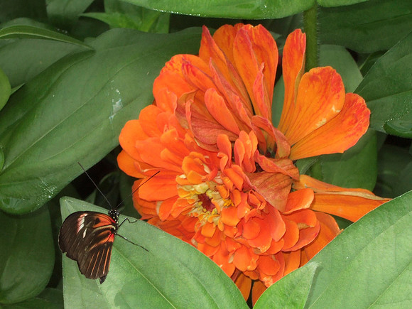 Butterfly and Flower