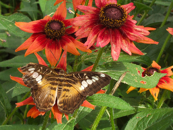 Butterfly and Flower