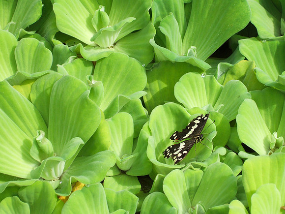 Butterfly and Flower