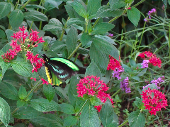 Butterfly and Flower