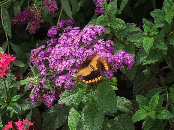 Butterfly and Flower