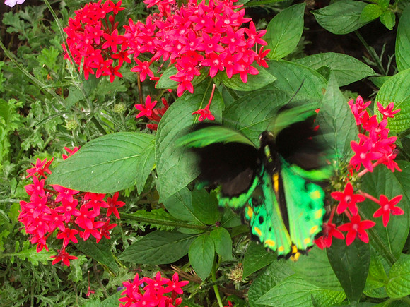 Butterfly and Flower