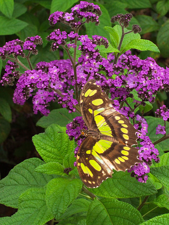 Butterfly and Flower
