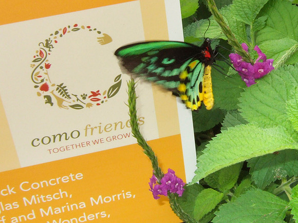 Butterfly and Flower