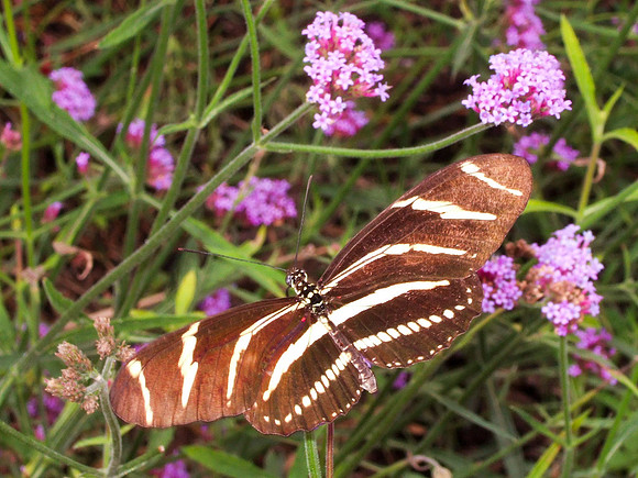 Butterfly and Flower