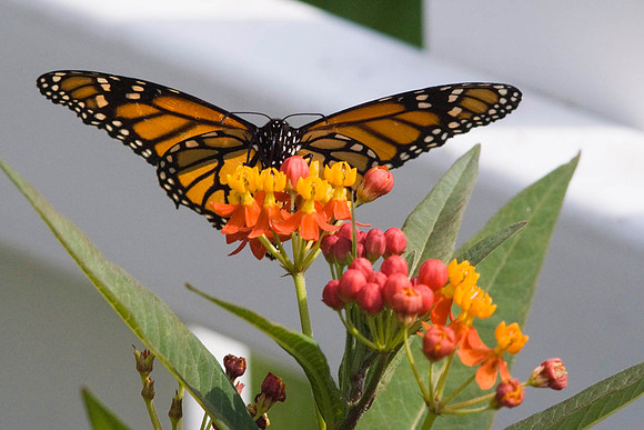 Monarch On Asclepias (Red Butterfly)