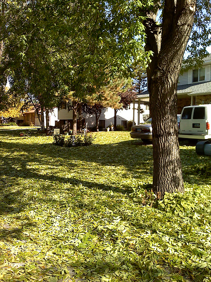 Carpet Of Leaves