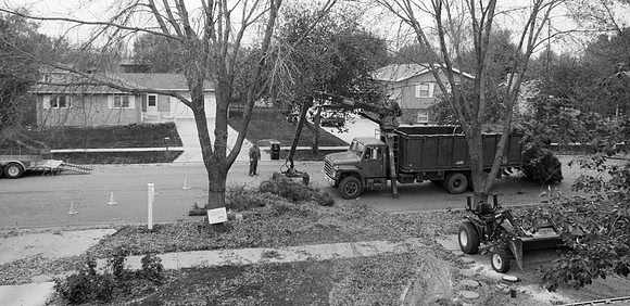 Trees Loaded In The Truck