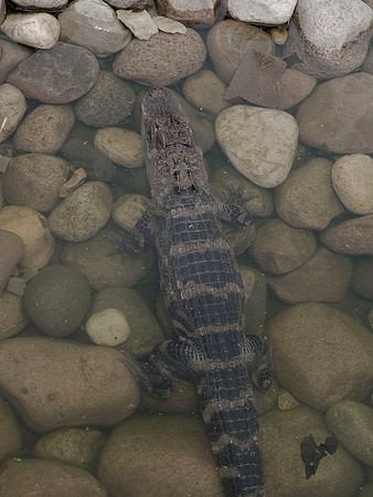 Alligator