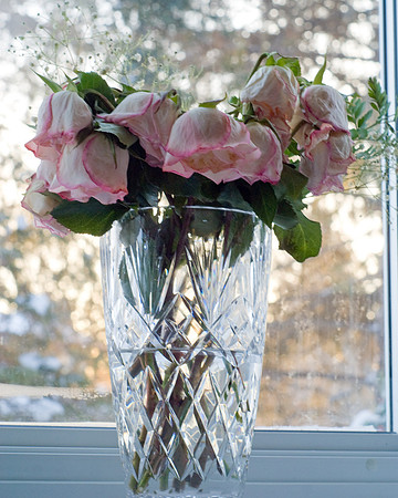Cut Roses