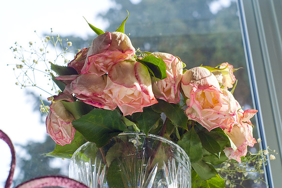 Pink Roses