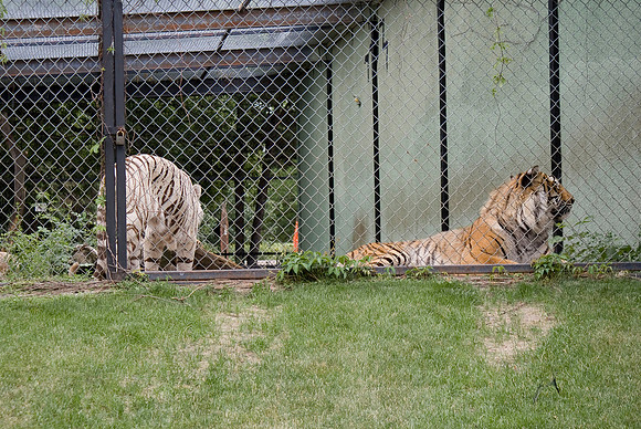 Bengal Tigers
