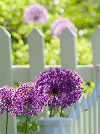 Alliums Front And Back